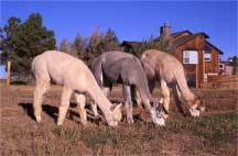 Huacayas in the Pasture