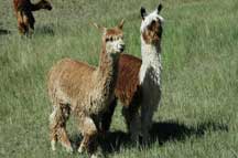 Suri Alpacas in the Pasture