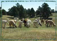 Link to Ranch Location