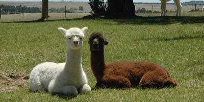 Group of male alpacas