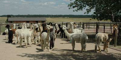 Group of male alpacas