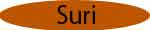 Suri Herd Sire