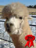 Issac