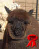 WTR Samson