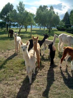 Little alpaca boys in the pasture