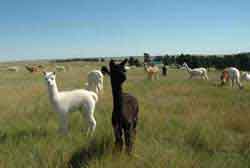 Alpacas in the Pasture