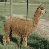 Suri Alpaca