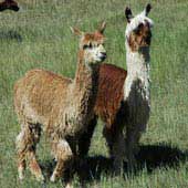Suri Alpaca