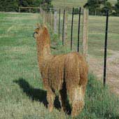 Suri Alpaca