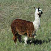 Suri Alpaca