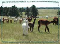 Link to Ranch Location