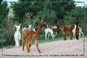 Alpaca in the Yard